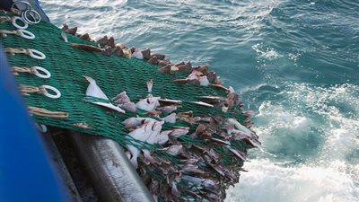 الإفراط في الصيد يهوى بمخزون الأسماك في موريتانيا 30%