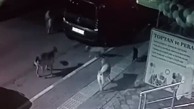 قطة تثير فزع 8 كلاب وتتغلب عليهم (فيديو)