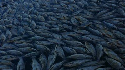 بالصور.. أهالي كفر الشيخ: السدة الشتوية «بتموت السمك»