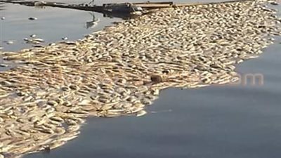 بالصور.. أطنان أسماك نافقة بـ«فوه».. ومخاوف من بيعها بالأسواق