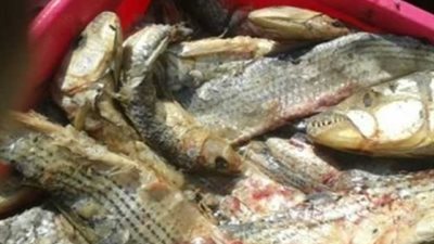 مباحث التموين تصادر 1.5 طن 