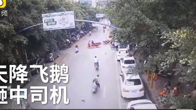 طائر يتسبب في سقوط مروع لامرأة من فوق دراجتها (فيديو)