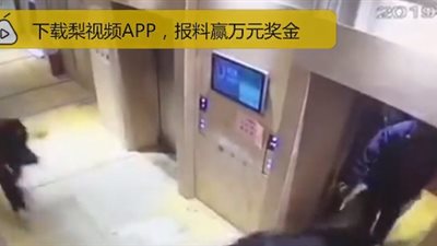 لحظة هجوم 3 كلاب على صبي (فيديو)