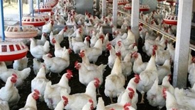 شعبة الدواجن: انخفاض سعر الكيلو إلى 26 جنيها في رمضان