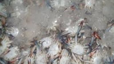 الكابوريا تسجل 65 جنيهًا بالسويس.. اليوم