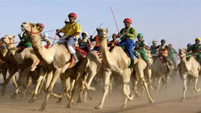 اليوم.. انطلاق مهرجان الهجن الدولي بالإسماعيلية