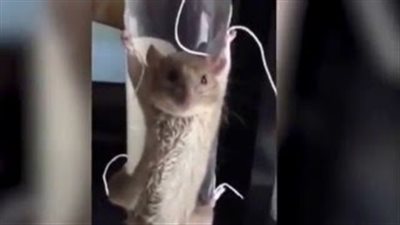 بالفيديو.. امرأة تعذب فأرا حاول سرقة موزة