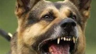 استعجال التحريات في عقر كلب لـ