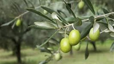 الريف المصري: مستثمر قبرصى زراعة 30 ألف فدان بالزيتون وتصنيع الزيت في المغرة