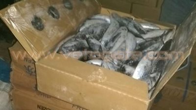 بالصور.. بيطرى مشتول السوق يعدم كميات كبيرة من الأسماك الفاسدة