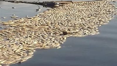 لجنة «البيئة» بكفر الشيخ توصي برفع الأقفاص السمكية من النيل