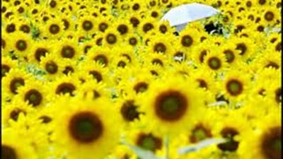 كاسب: تموين الجيزة يسد نقص زيت عباد الشمس بـ 