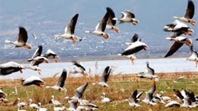 دراسة: الطيور المهاجرة لديها عصب يساعدها على تغيير الاتجاهات