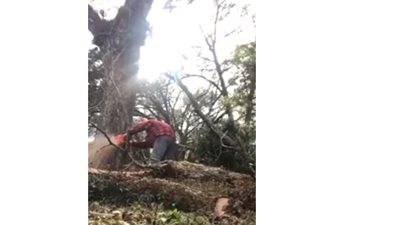 نهاية مروعة لرجل حاول قص شجرة عملاقة (فيديو)