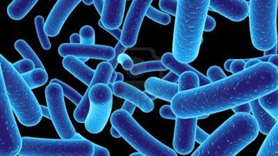 «في البكتريا شفاء وفي النظافة وباء».. دراسات علمية: البكتريا مصدر الفيتامينات.. تقلل من احتمال الإصابة بالالتهابات.. تساعد الكبد في التخلص من السموم.. والنظافة المفرطة تسبب الحساسية والسرطان