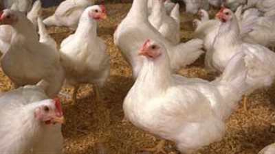 28 جنيهًا لكيلو