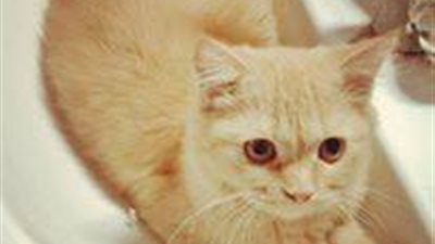 بالصور.. مكافأة مالية لمن يعثر على «قط مفقود» بالشرقية