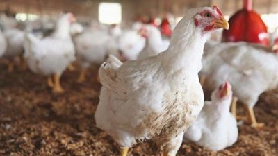 تعرف على أسباب ارتفاع أسعار الدواجن بالأسواق