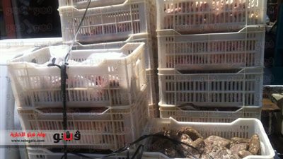 ضبط طن لحوم فاسدة داخل مصنع غير مرخص بالإسماعيلية