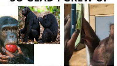 شمبانزي محترف في استخدام 