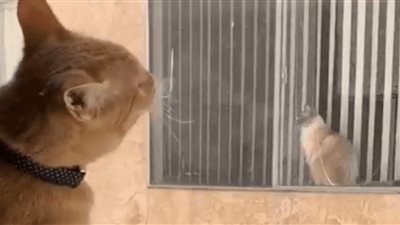 مشهد لقطتين ينظران إلى بعضهما من خلال نافذة يتحول لقصة حب