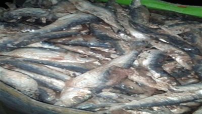 الصحة: إعدام 8 أطنان أسماك مملحة ومدخنة فاسدة