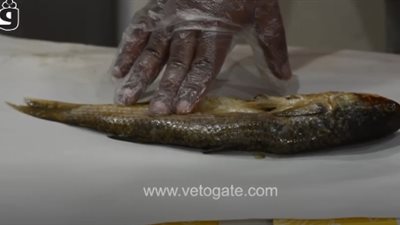 قبل ما تشتري.. 5 علامات تؤكد سلامة الفسيخ والرنجة (فيديو)