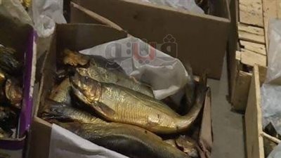 ضبط 126 طن أسماك مجمدة فاسدة تزامنا مع الاحتفال بشم النسيم (صور)