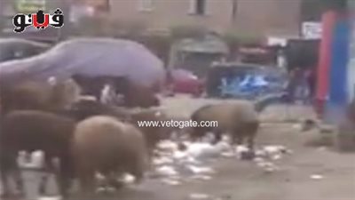 بالفيديو.. الأغنام تغزو شوارع شبرا الخيمة