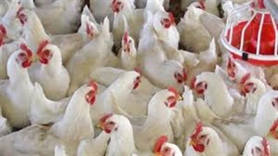الثروة الداجنة تكشف حقيقة زيادة أسعار البيض خلال شم النسيم