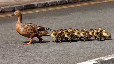 إنقاذ بطة وصغارها ينتهي بهجوم على الشرطة في ألمانيا!