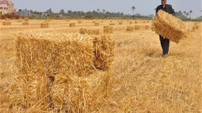 زراعة البرلمان: ٣ خطوات للقضاء على أزمات موسم القمح