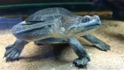 مخلوق غريب نصف سلحفاة ونصف ثعبان يثير الحيرة (فيديو)