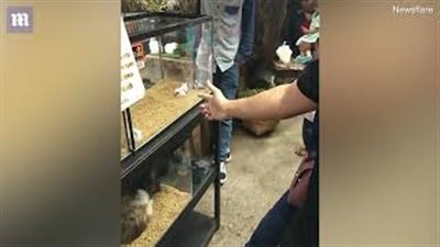 هامستر يتظاهر بالموت بعد تلقيه طلقة من إصبع سائح في مشهد مضحك