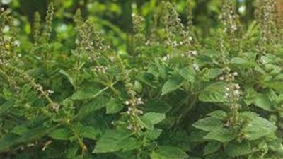 استمتعى بالفوائد التجميلية للريحان في تطهير بشرتك وتحسين لونها