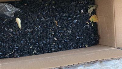 الخنافس تهاجم منطقة البقاع في لبنان بعد إسرائيل وسوريا