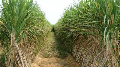 خبير: انتعاشة متوقعة في صناعة السكر بالصعيد