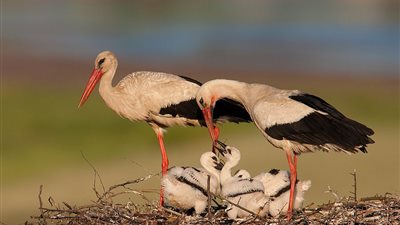 طيور اللقلق تهاجم السيارات في شمال ألمانيا