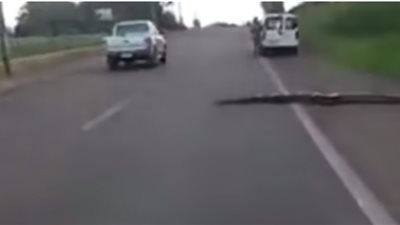 أناكوندا ضخمة تتسبب في توقف حركة المرور في البرازيل (فيديو)