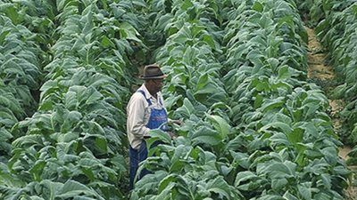 إضافة استيراد الدخان والتبغ بالسجل التجاري لشركة مصر للتجارة