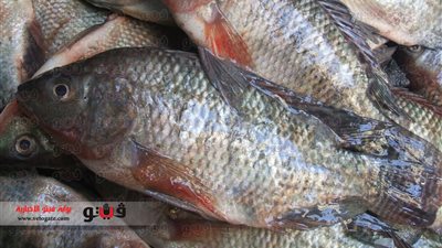 البلطي يرتفع إلى 14.5 جنيهًا بسوق العبور اليوم