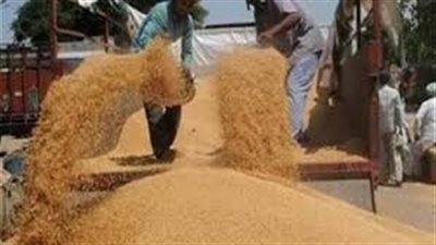 توريد نحو ٨ آلاف طن قمح بأسوان