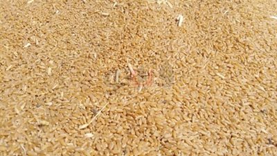 محافظ أسيوط: توريد 3786 طن قمح للصوامع والشون