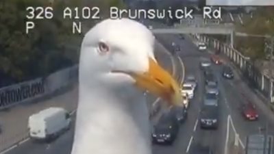 طائر نورس يقف أمام كاميرا مرور في لندن يشعل الإنترنت (فيديو)