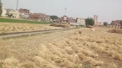 توريد 72 ألفا و335 طن قمح لصوامع وشون الشرقية (صور)