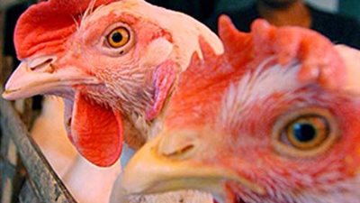 العراق تمنع استيراد الطيور من مصر