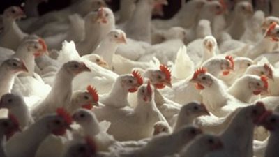 العراق تمنع استيراد الطيور من 24 دولة بينها مصر