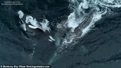 لحظة قتل مجموعة من الأوركا لحوت وصغيرها (فيديو وصور)