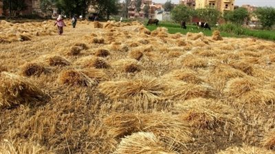 توريد 18 ألف طن و400 كيلو قمح بصوامع القليوبية