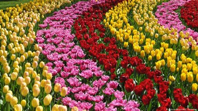 50 ألف يورو غرامة قطف زهرة في ألمانيا